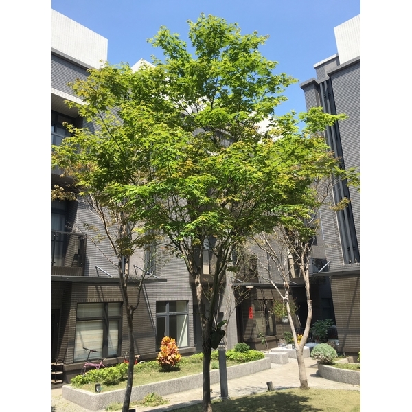 樹木養護-桂林園藝