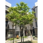樹木養護