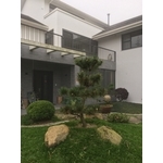 造型黑松 - 桂林園藝