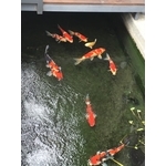 景觀水池