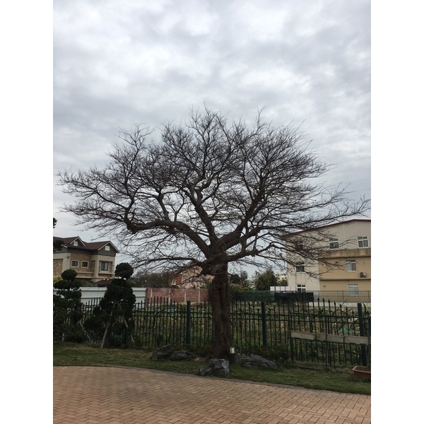 景觀樹木養護-桂林園藝