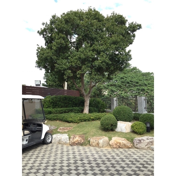 景觀樹木養護-桂林園藝