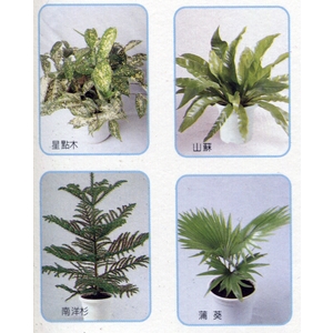 盆栽出租-永欣園藝中心