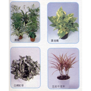 盆栽出租-永欣園藝中心