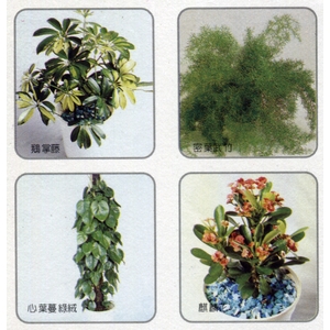 盆栽出租-永欣園藝中心