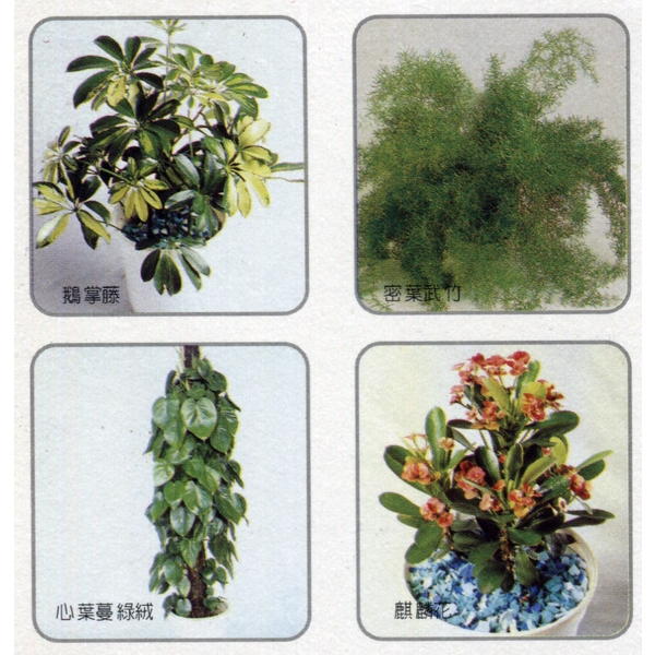 盆栽出租