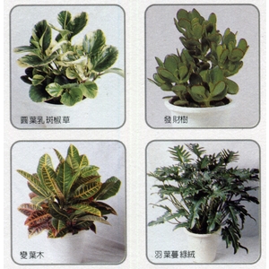 盆栽出租-永欣園藝中心