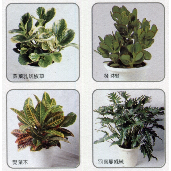 盆栽出租