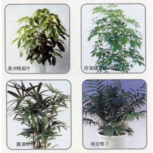 盆栽出租-永欣園藝中心
