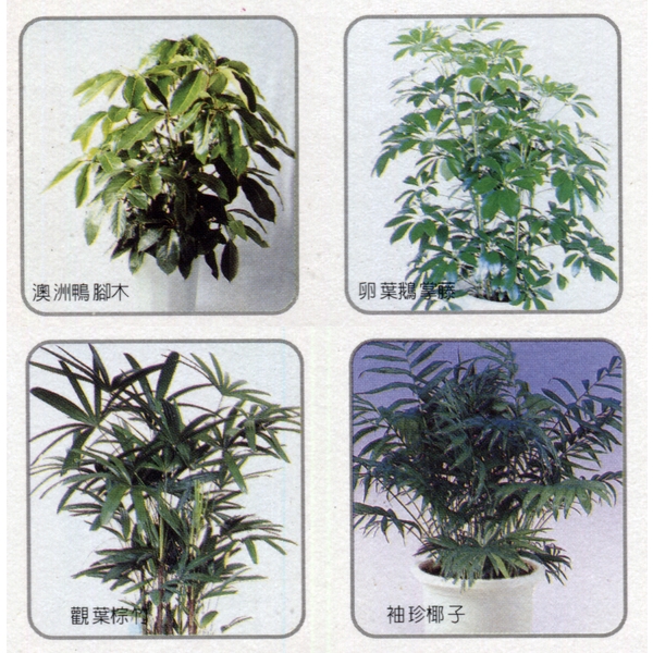 盆栽出租