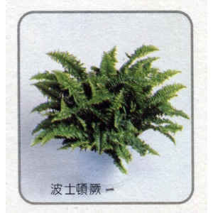 盆栽出租-永欣園藝中心