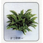 盆栽出租-永欣園藝中心