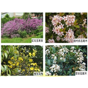 盆栽-永欣園藝中心