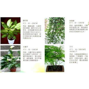 盆栽-永欣園藝中心