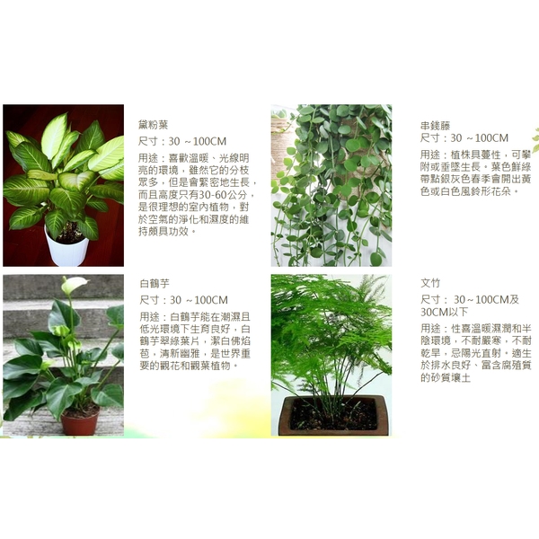 盆栽