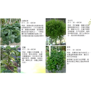 盆栽-永欣園藝中心