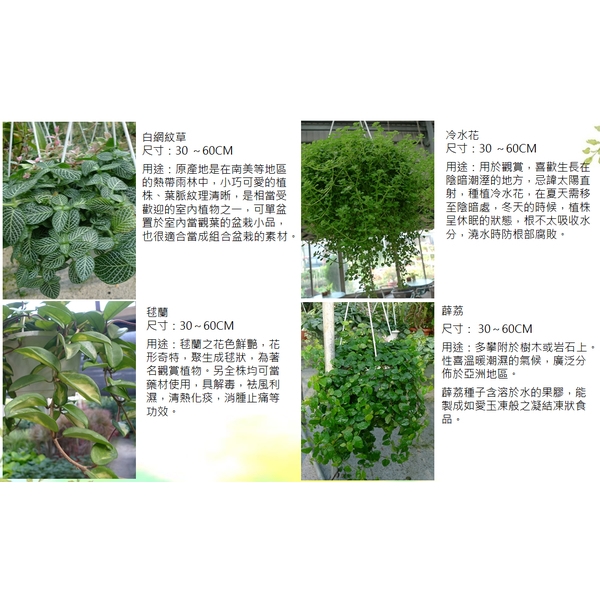 盆栽