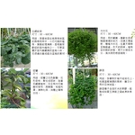 盆栽-永欣園藝中心