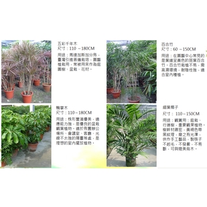 盆栽-永欣園藝中心