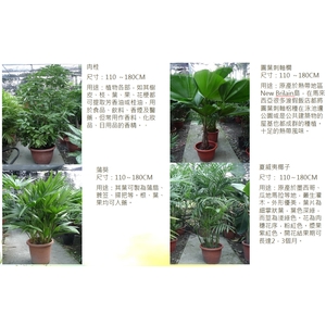 盆栽-永欣園藝中心
