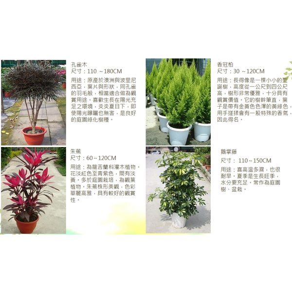 盆栽-永欣園藝中心