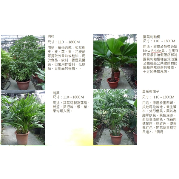 盆栽