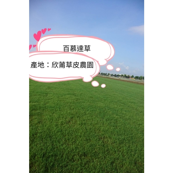 百慕達草