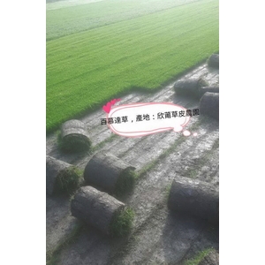 百慕達草-欣莆草皮農園