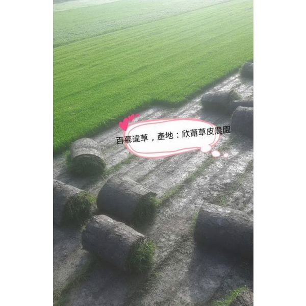 百慕達草