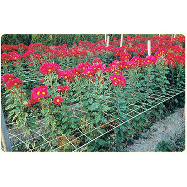 花類支撐網-欣隆製網股份有限公司
