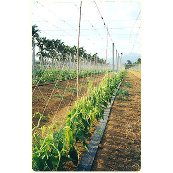 農業用網-小黃瓜網-欣隆製網股份有限公司