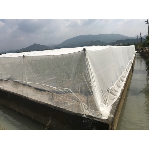 針織白網-貝羽製網