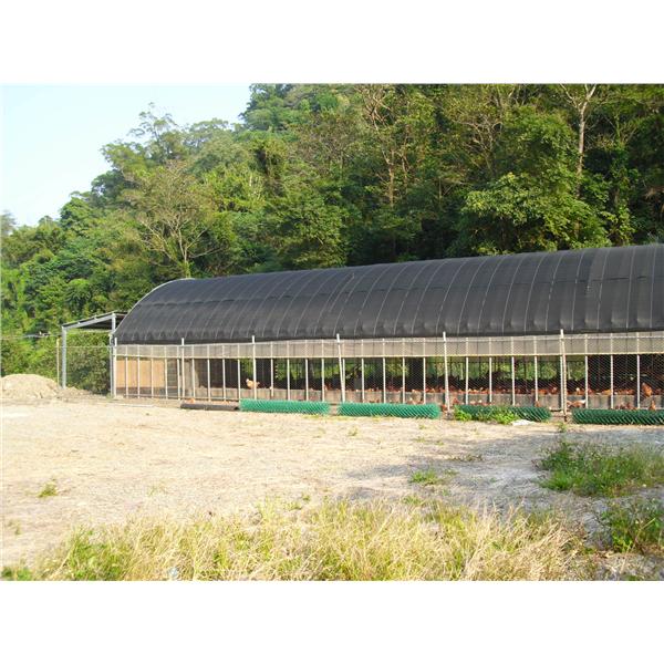 大棚式養雞-揚雅國際股份有限公司