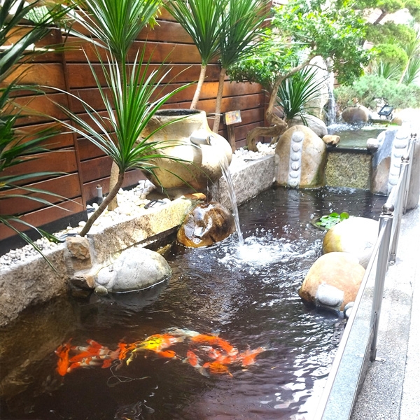 生態池、鯉魚池 生態池、鯉魚池