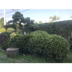 景觀樹木,庭園造景樹木-和平園藝有限公司