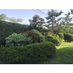 景觀樹木,庭園造景樹木-和平園藝有限公司