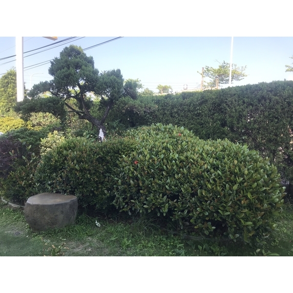 景觀樹木,庭園造景樹木