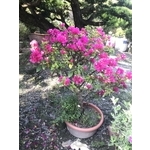 景觀樹木,庭園造景樹木-和平園藝有限公司