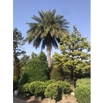 景觀樹木,庭園造景樹木-和平園藝有限公司