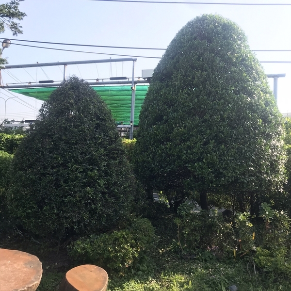 景觀樹木,庭園造景樹木