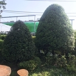 景觀樹木,庭園造景樹木-和平園藝有限公司
