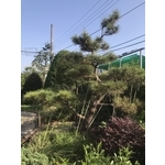 景觀樹木,庭園造景樹木-和平園藝有限公司