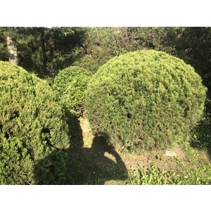 景觀樹木,庭園造景樹木-和平園藝有限公司