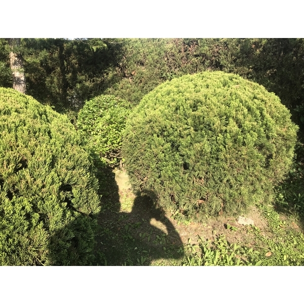 景觀樹木,庭園造景樹木
