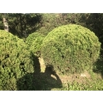 景觀樹木,庭園造景樹木-和平園藝有限公司