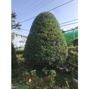 景觀樹木,庭園造景樹木-和平園藝有限公司