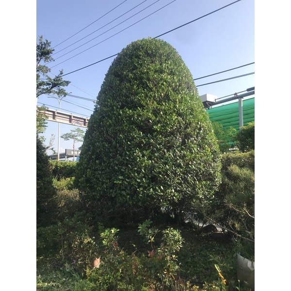 景觀樹木,庭園造景樹木