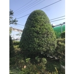 景觀樹木,庭園造景樹木-和平園藝有限公司