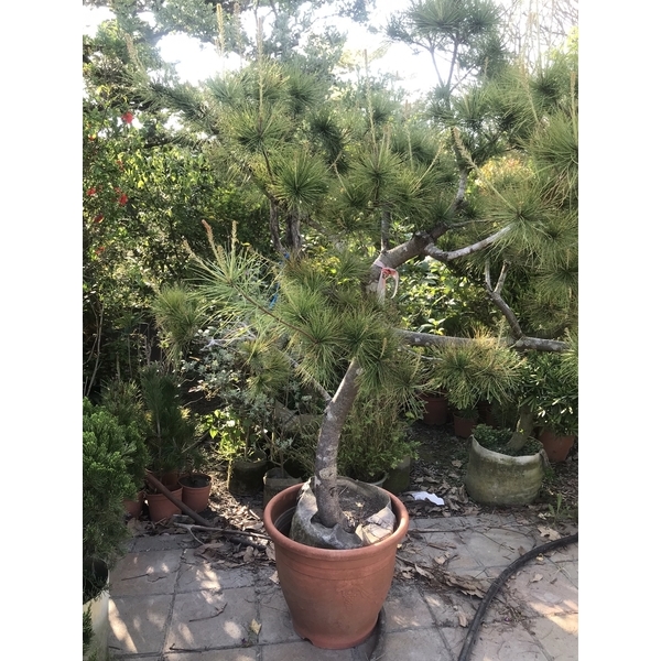 景觀樹木,庭園造景樹木