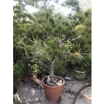 景觀樹木,庭園造景樹木-和平園藝有限公司